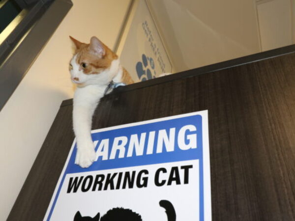working cat, Pawdre
