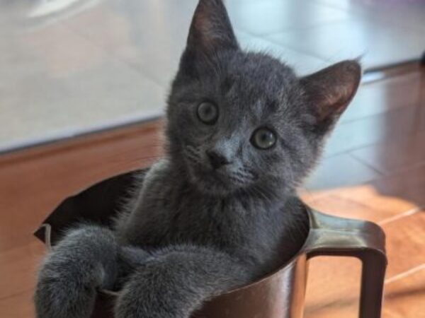 kitten in mug