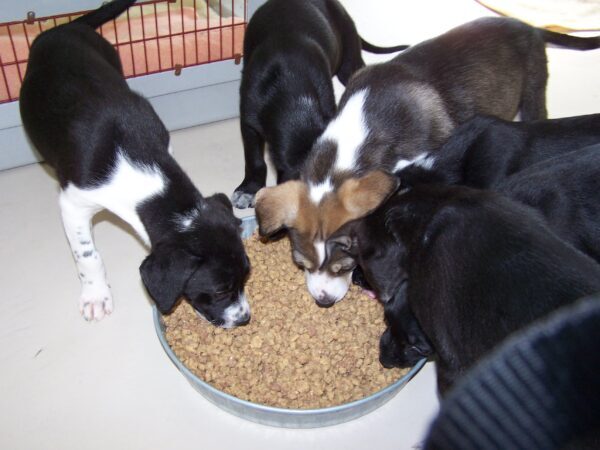 puppies eating