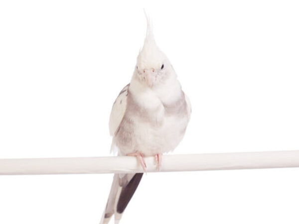 bird on white background