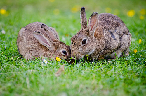 bunnies, bunny, ospca, ontario SPCA