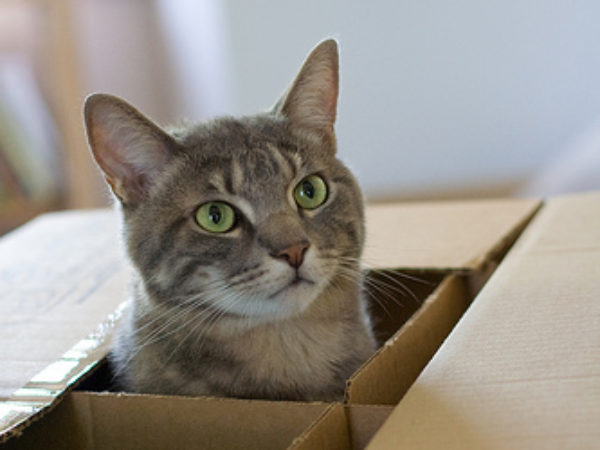 moving with your pet, ASPCA, ontario spca, packing, pets