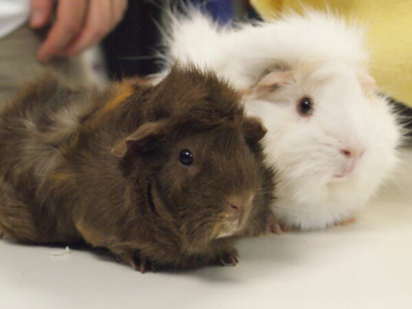 guinea pig adoption