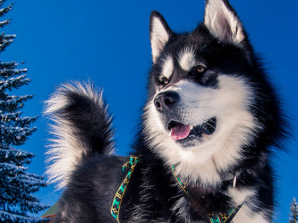 dog outside in winter, husky, ideal doghouse