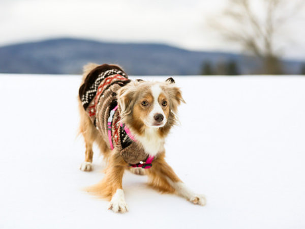 cold weather, dog in coat, dog in jacket, ontario SPCA, dog