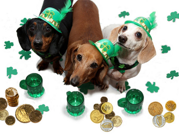 st. patrick's day pet safety tips, ontario SPCA, pet tips