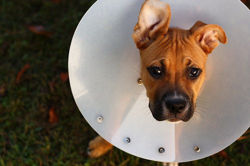 e-collar, cone of shame, ontario SPCA, fix your pet, spay/neuter, post-operative care, post-op care