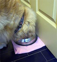 Dog eating from bowl