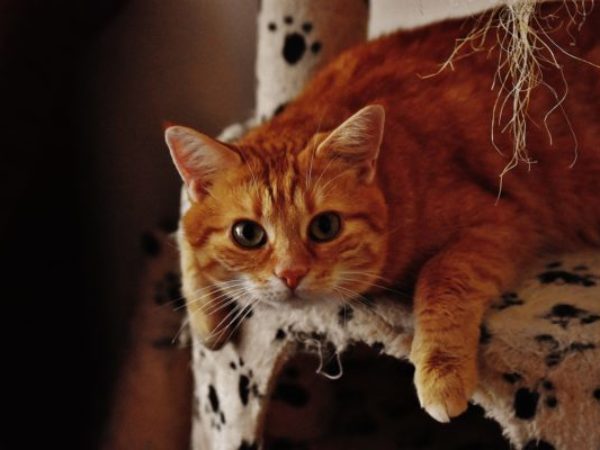 cat care, cat enrichment, socialization, shelter pets