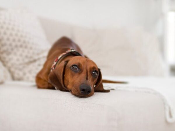 dog on couch