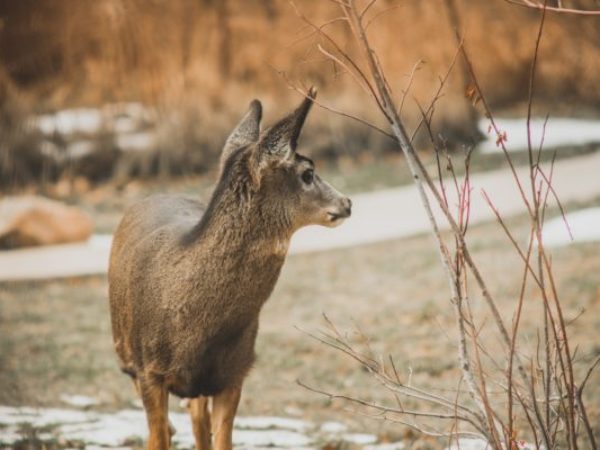 deer in winter, injured wildlife