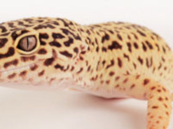 Astrid, gecko, ontario SPCA, spca