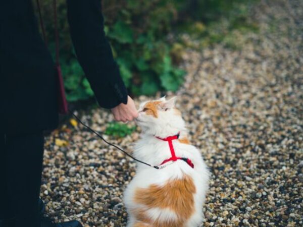 Cat in harness