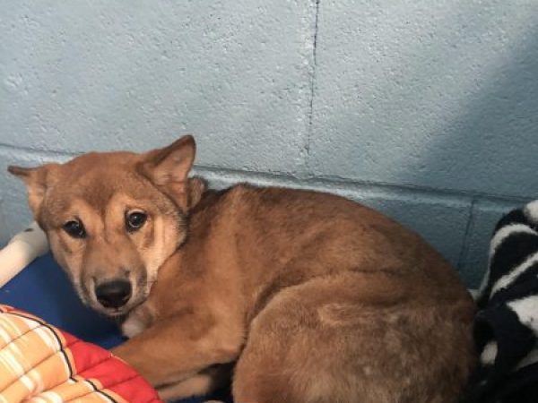 bandit, dog rehabilitation centre