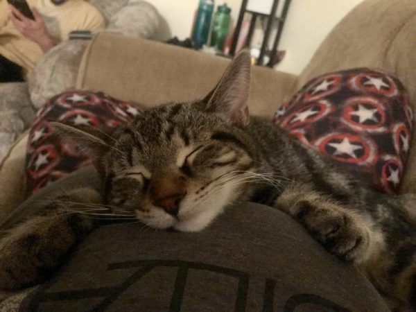 cat sleeping, iAdopt, canada's cutest rescue pet