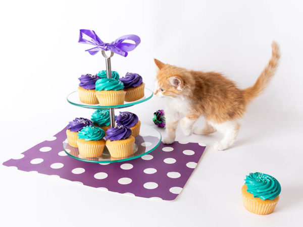 kitten sniffing cupcakes