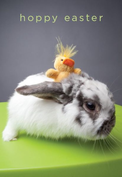 bunny-gram, animal-grams