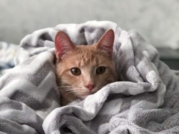 cat wrapped in blanket, indoor activities