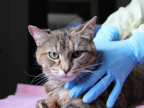 cat with vet