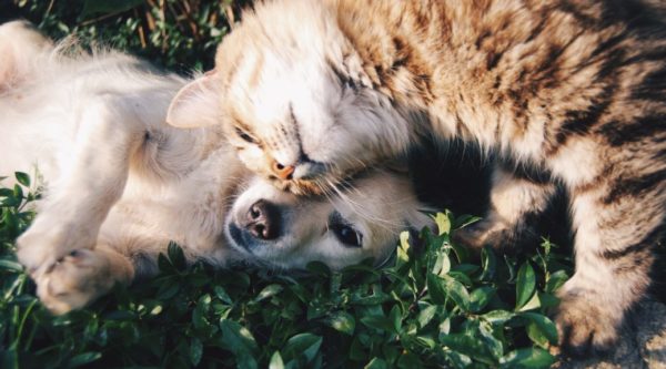 cat and puppy