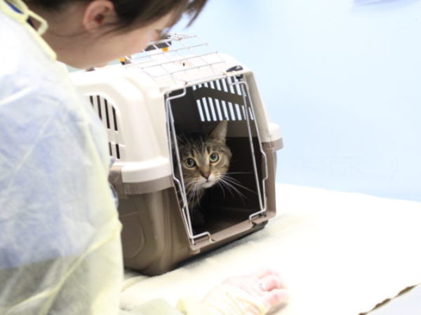 Ontario SPCA, cat transfer, animal transfer team