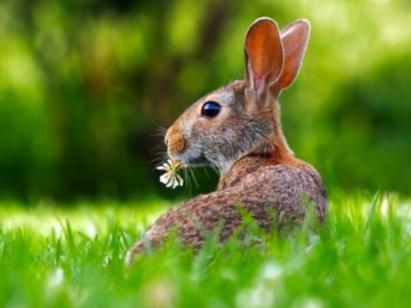 rabbit eating grass, protecting lawns from wildlife, garden