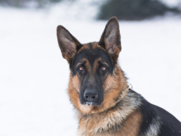 cold weather safety, cold weather, pet tips