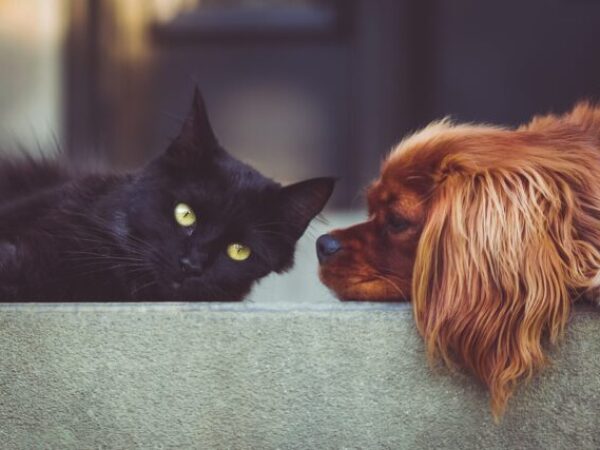 cat to dog introductions, cats and dogs, adoption tips