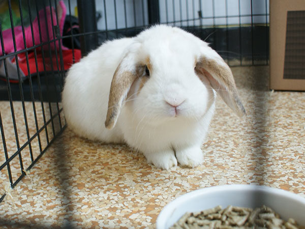 bunny in cage