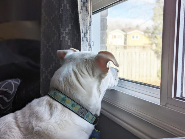 Dog looking out window