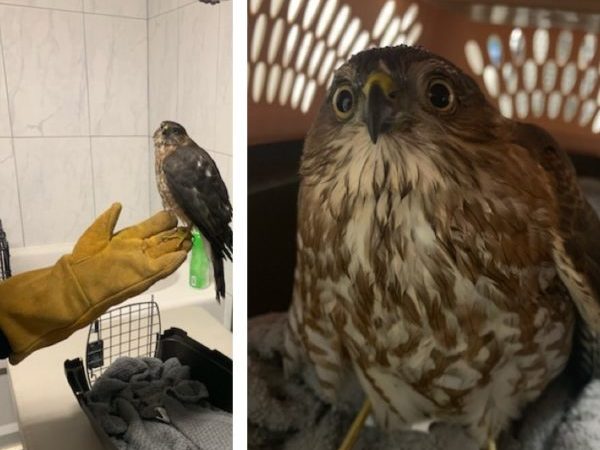 sharp-shinned hawk, animal control, orangeville, wildlife rescue, wildlife release