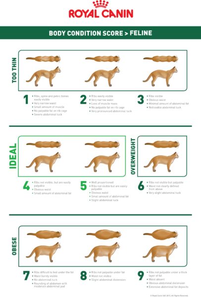 feline health chart royal canin