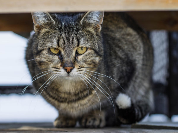 stray outdoor cat, working cat program