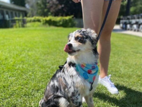 Dog on golf course