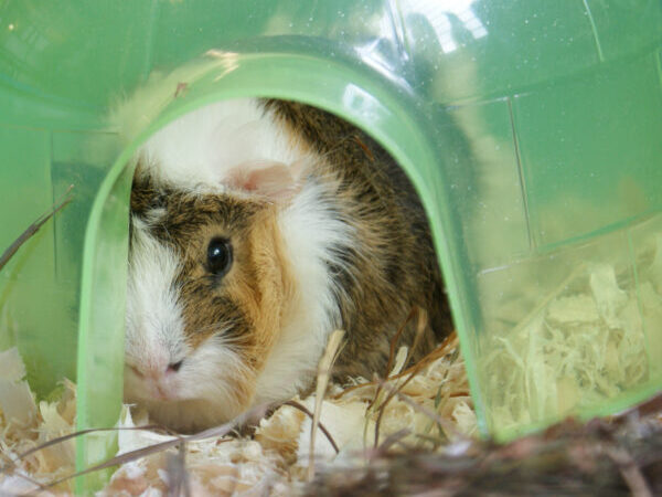 guinea pig