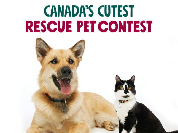 iAdopt for the Holidays, Canada's Cutest Rescue Pet Contest