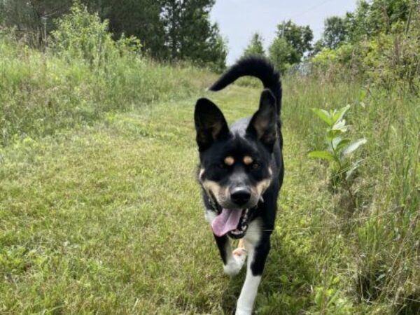 dog running in grass