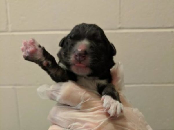 puppies, puppy, ontario spca, northern dogs