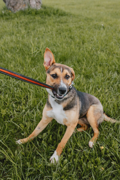 adult dog on leash