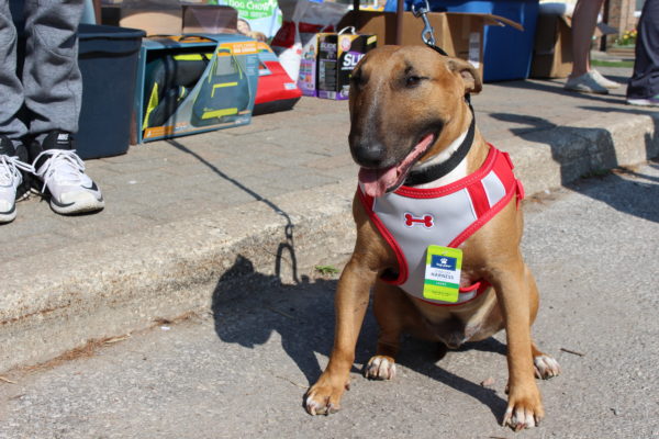 barrie housing corporation, ontario spca, wellness event