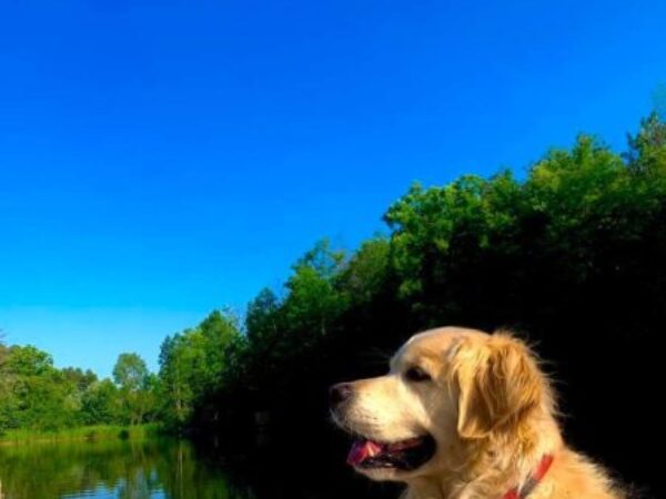 Dog beside water