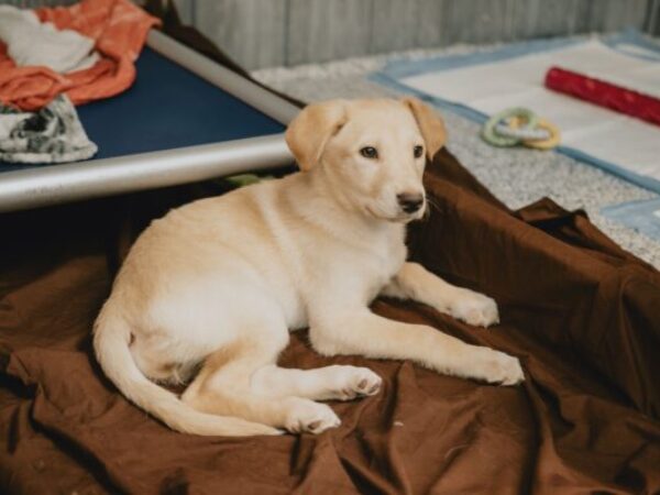 Golden puppy