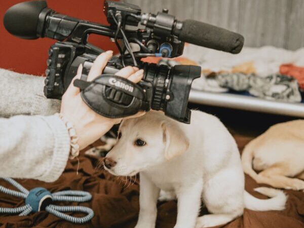 Puppy with camera