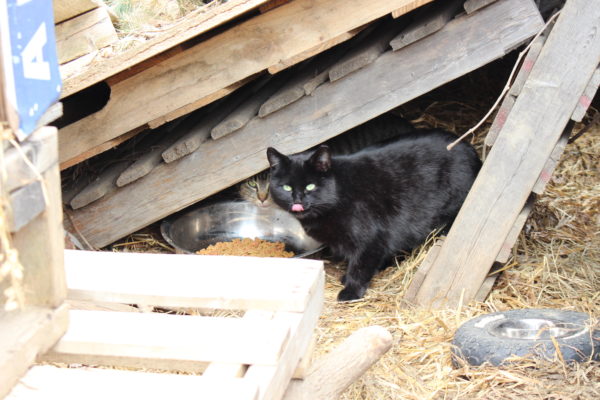 feral cats, feral cat caretaker, ontario SPCA