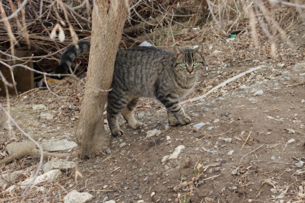 feral cats, feral cat caretaker, ontario SPCA