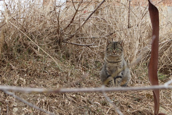 feral cats, feral cat caretaker, ontario SPCA