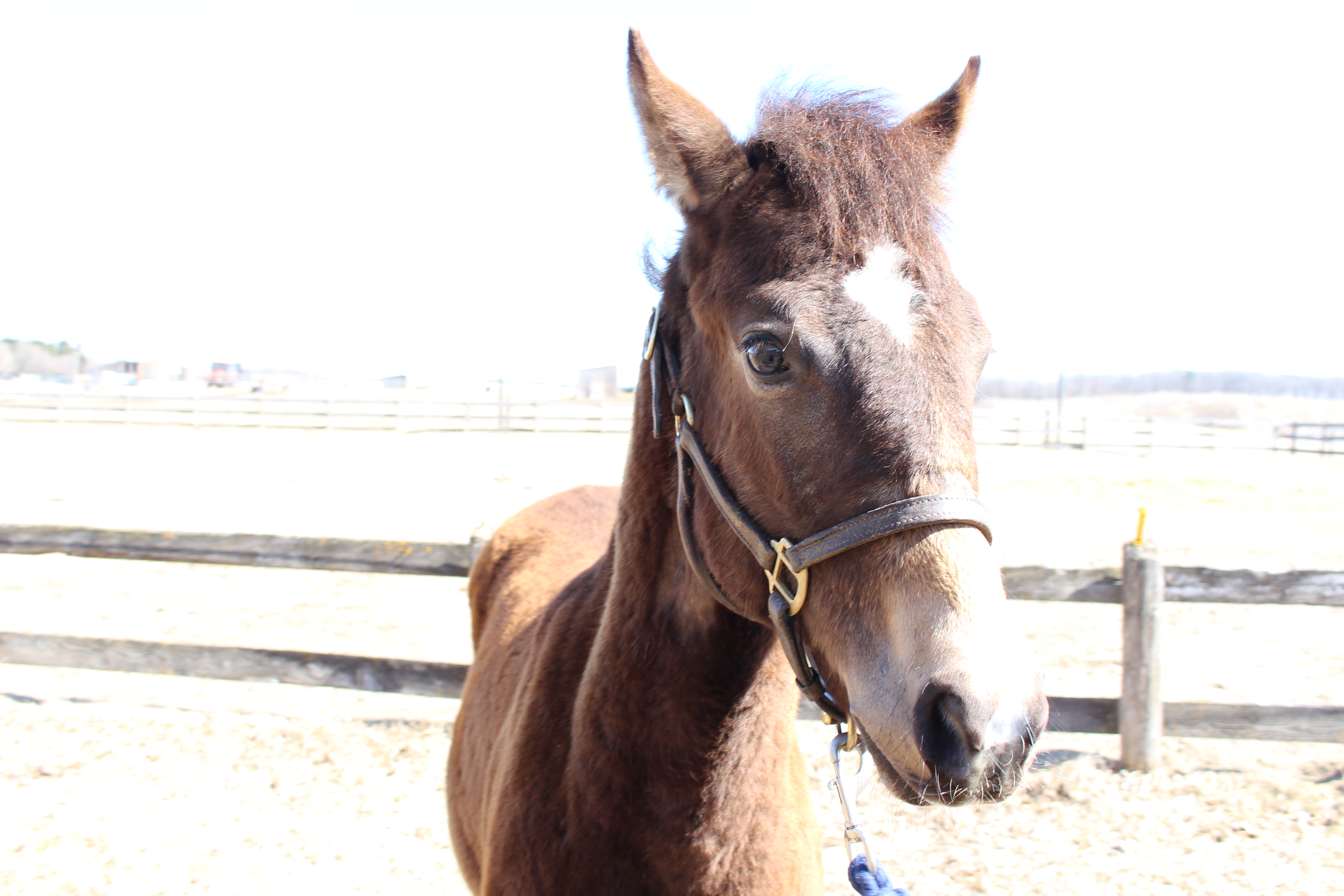 Quin, horses, horse, ontario spca, adopt, adoption