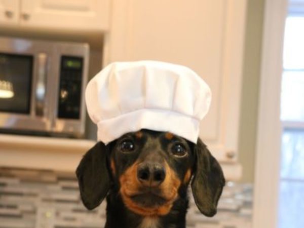 crusoe, dachshund, celebrity, ontario SPCA, cupcake day