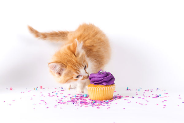 kitten, national cupcake day, cupcakes, cupcake