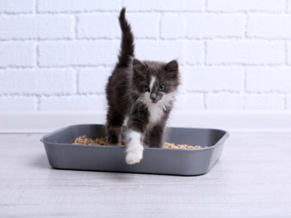 kitty litter, pets, cats, pet tips